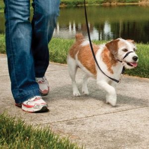 PetSafe Easy Walk Nosgrimma (S)