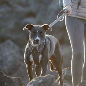 RuffWear Front Range Hundsele Grå (L/XL)